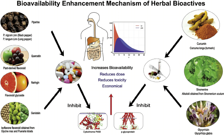 What is the Difference Between Bioavailability Bioaccessibility and Bioactivity of Food Components? | SciTech&nbsp;Connect
